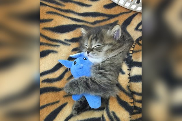 sleeping kitty