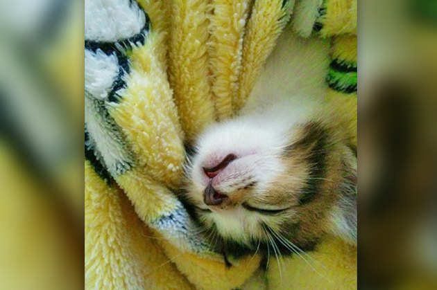 so much sleeps