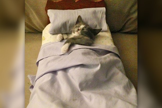 kitten sleeping in a tiny bed