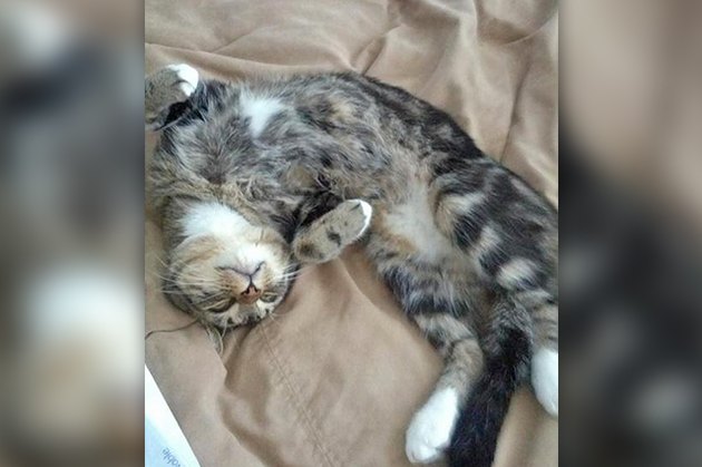 sleeping cat