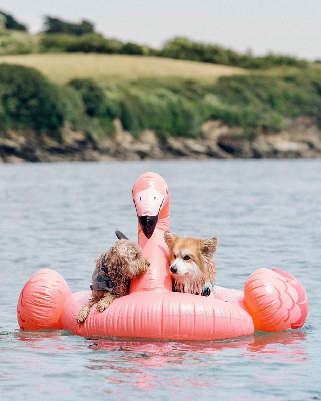 dog floating in pool