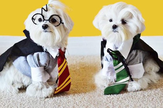harry potter dogs!