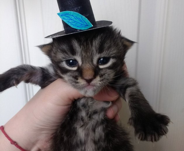 Tiny cats in tiny hats? Tell us more