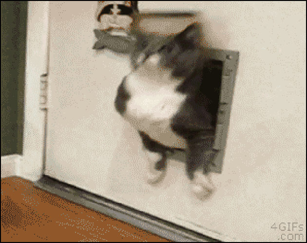 20 animals getting stuck in all the things