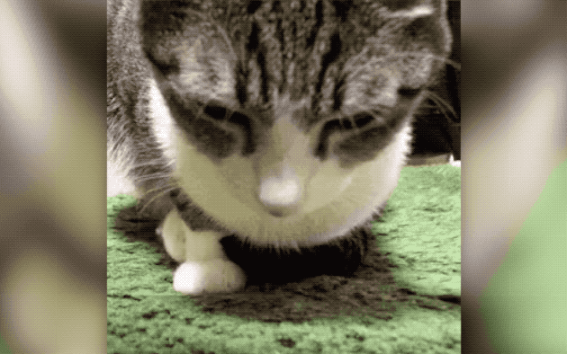 cat turning into a cat loaf
