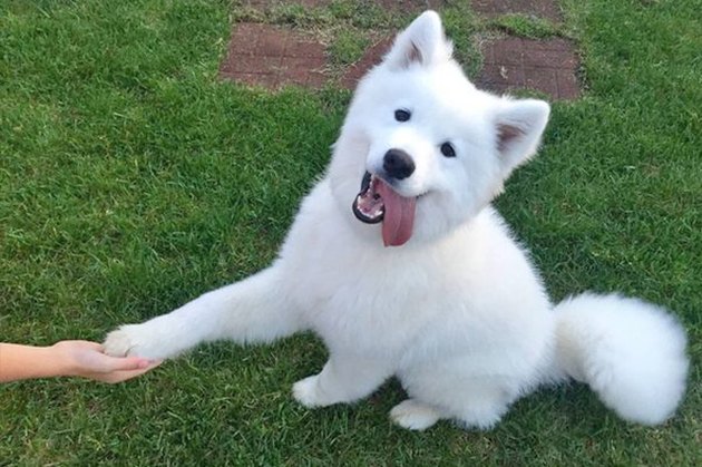 18 Adopted Dogs Who Are Coming Home For The First Time