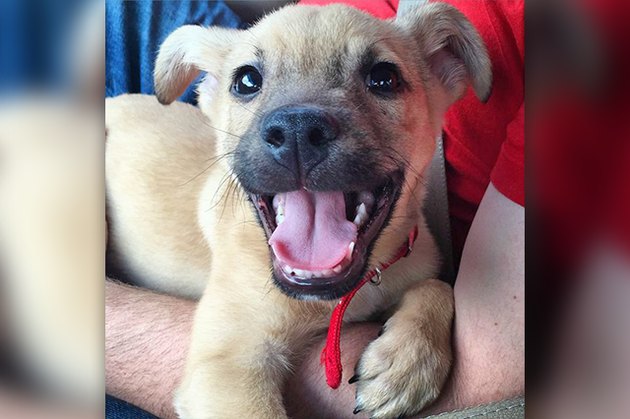 18 Adopted Dogs Who Are Coming Home For The First Time