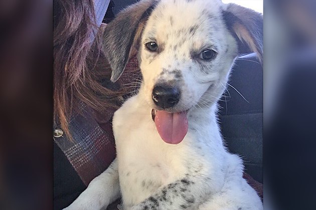 18 Adopted Dogs Who Are Coming Home For The First Time