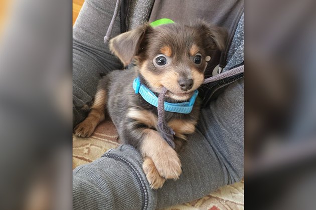 18 Adopted Dogs Who Are Coming Home For The First Time