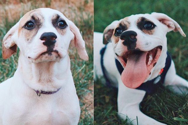 18 Adopted Dogs Who Are Coming Home For The First Time
