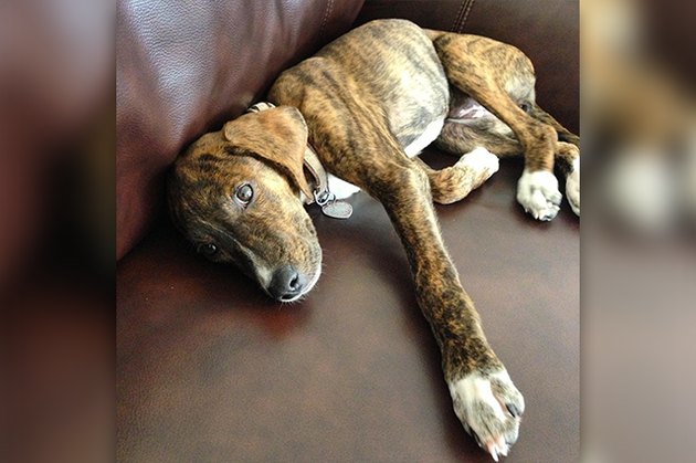 18 Adopted Dogs Who Are Coming Home For The First Time
