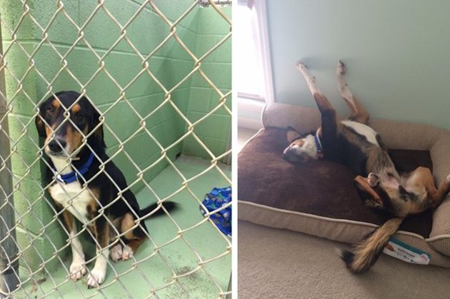 18 Adopted Dogs Who Are Coming Home For The First Time