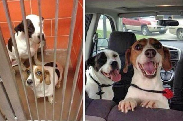 18 Adopted Dogs Who Are Coming Home For The First Time