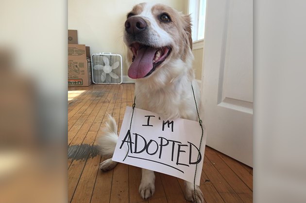 18 Adopted Dogs Who Are Coming Home For The First Time