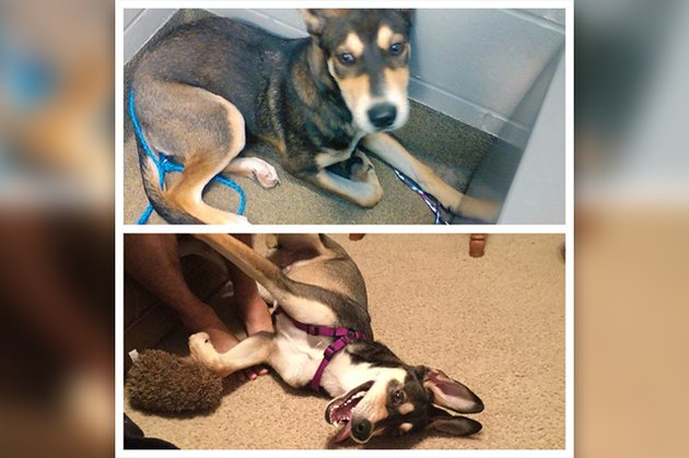 18 Adopted Dogs Who Are Coming Home For The First Time