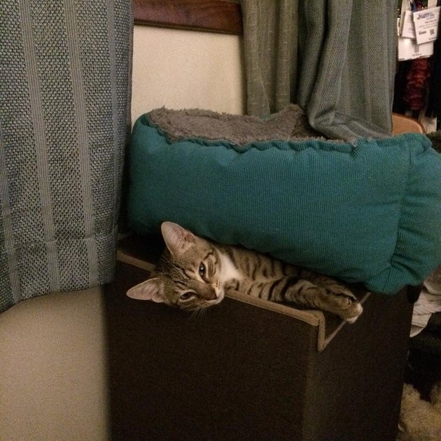 19 Hilarious Bed Fails That Prove Cats Do What They Want | Cuteness