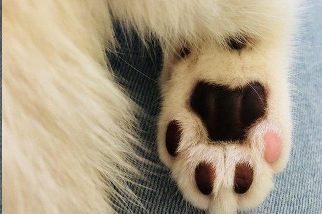 Perfectly Pink Photos Of Kitty Toe Beans