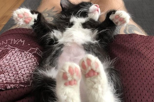 Perfectly Pink Photos Of Kitty Toe Beans
