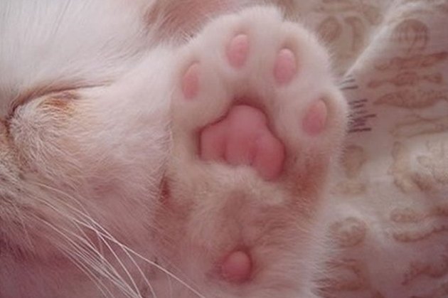 Perfectly Pink Photos Of Kitty Toe Beans