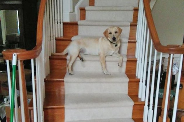 dog sitting on the stairs