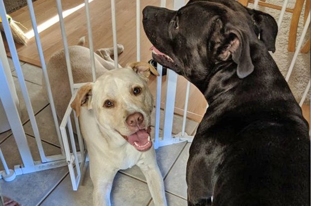dog in cat door