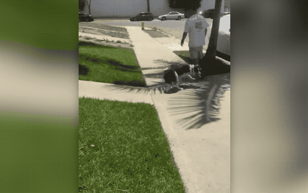 dog running in circles
