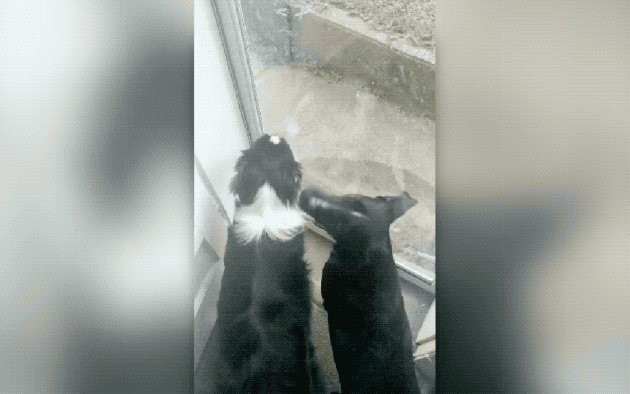 two dogs waiting to go outside
