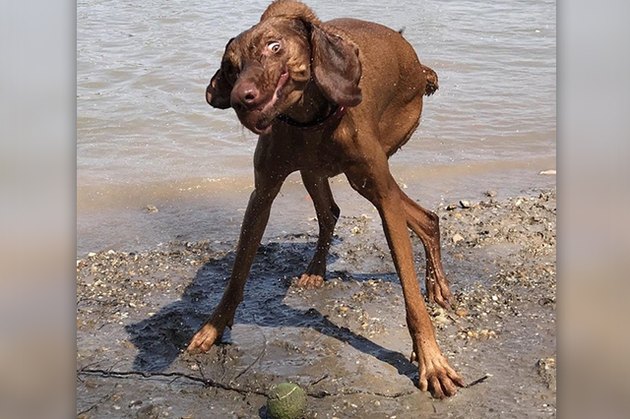dog shaking off water