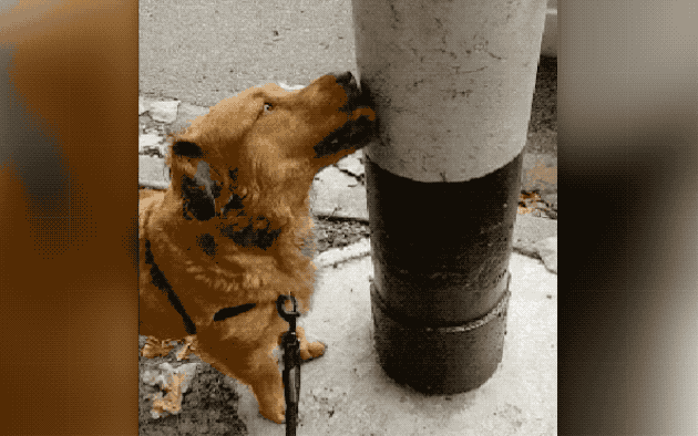 dog licking pole