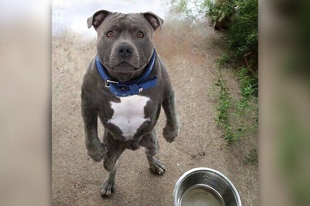 pit bull standing like a person