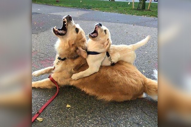 20 Funny Photos of Dogs Who Probably Need to Be Rebooted
