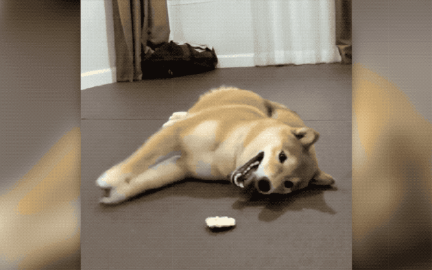 dog tries to get a cookie