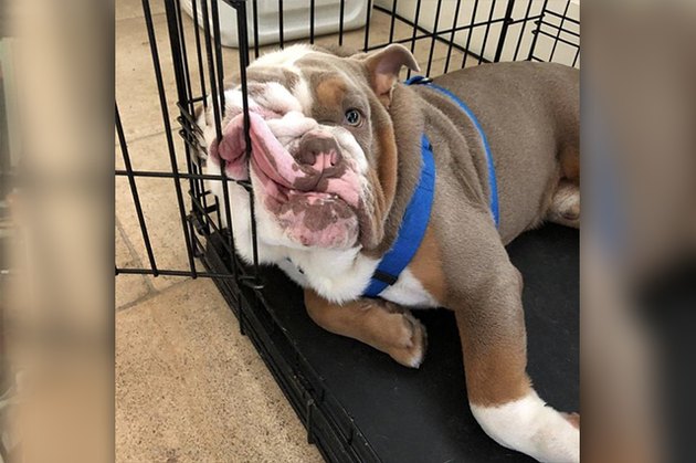 bulldog leaning on cage