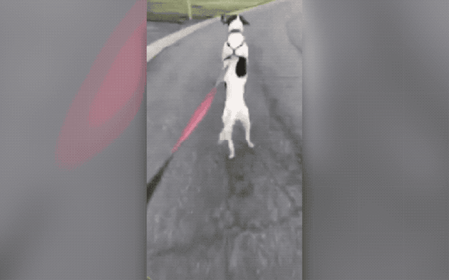 dog hopping down the street