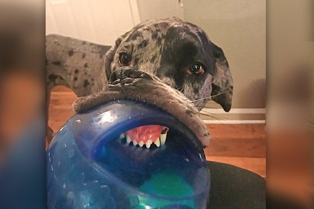 dog with chew toy