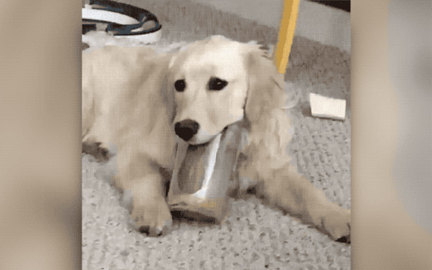 dog licking peanut butter