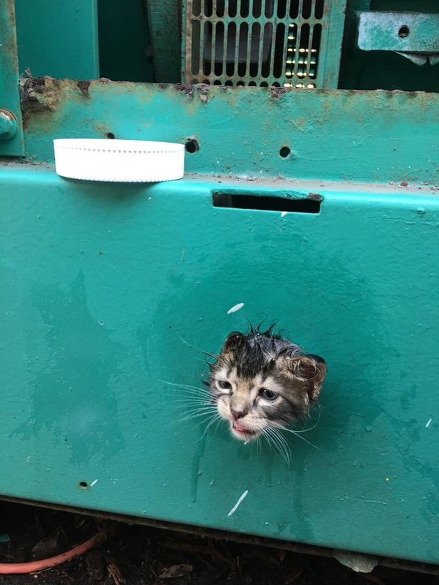 Florida firefighters rescue kitten stuck in supermarket generator