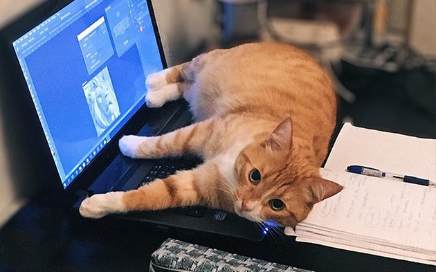 32 Laziest Cats The World Has Ever Seen