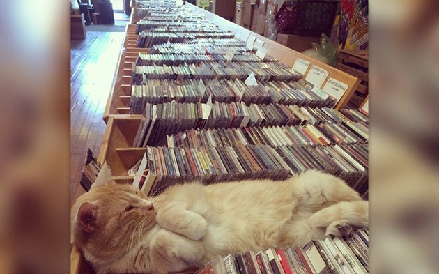 32 Laziest Cats The World Has Ever Seen