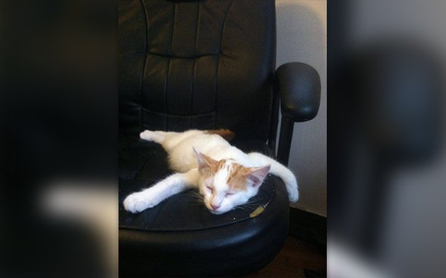 32 Laziest Cats The World Has Ever Seen