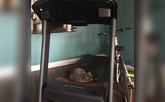 32 Laziest Cats The World Has Ever Seen