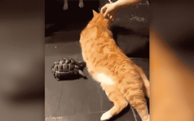 32 Laziest Cats The World Has Ever Seen