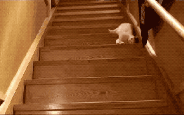 32 Laziest Cats The World Has Ever Seen