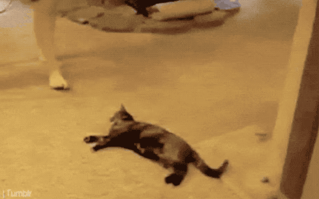 32 Laziest Cats The World Has Ever Seen