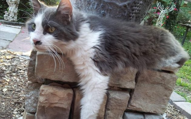 32 Laziest Cats The World Has Ever Seen