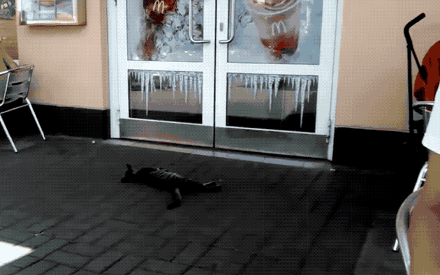 32 Laziest Cats The World Has Ever Seen