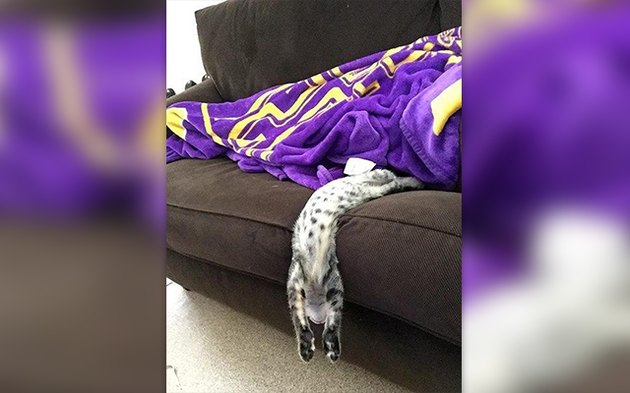 32 Laziest Cats The World Has Ever Seen