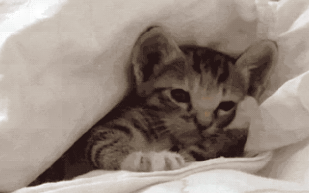 32 Laziest Cats The World Has Ever Seen