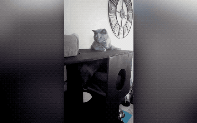 32 Laziest Cats The World Has Ever Seen
