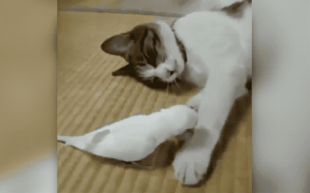 32 Laziest Cats The World Has Ever Seen